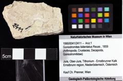 Foto (Objket + Etiketten) von Goniodromites bidentatus (Reuss, 1859) 